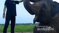 Gajahnya terlihat bahagia