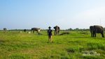 Bertemu Gajah di Alam Liar Way Kambas Lampung