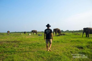 Bertemu Gajah di Alam Liar Way Kambas Lampung