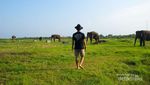Bertemu Gajah di Alam Liar Way Kambas Lampung