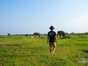 Bertemu Gajah di Alam Liar Way Kambas Lampung