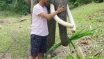 Bertemu Gajah Sumatra Lucu di Bengkulu & Mandi Bareng