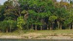 Bertemu Gajah Sumatra Lucu di Bengkulu & Mandi Bareng