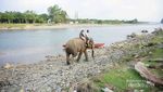 Bertemu Gajah Sumatra Lucu di Bengkulu & Mandi Bareng