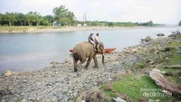 Mengambil pakan di seberang sungai
