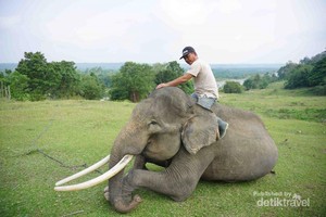 Bertemu Gajah Sumatra Lucu di Bengkulu & Mandi Bareng