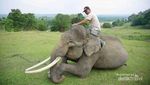 Bertemu Gajah Sumatra Lucu di Bengkulu & Mandi Bareng