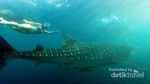 Bertemu Hiu Paus di Derawan