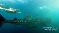 Bisa bertemu mereka di Derawan