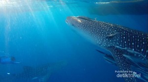 Bertemu Hiu Paus di Derawan