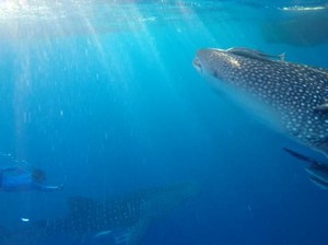Bertemu Hiu Paus di Derawan