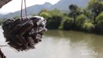 Bertemu Ikan Larangan di Sumbar