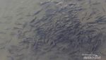 Bertemu Ikan Larangan di Sumbar