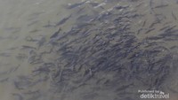 Ikan larangan
