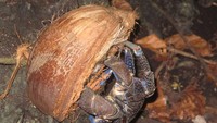 Kepiting Kenari