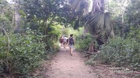 Trekking mencari komodo