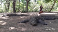 Berfoto bersama komodo yang sedang bermalas-malasan