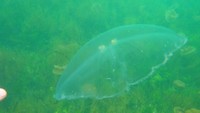 white jelly fish