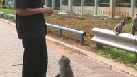 Bermain bersama monyet liar