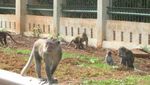 Bertemu Monyet Liar di Hutan Bakau Jakarta