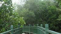 Jembatan di hutan