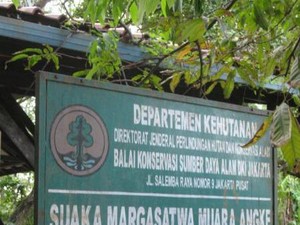 Bertemu Monyet Liar di Hutan Bakau Jakarta