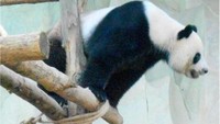 Tingkah lucu panda