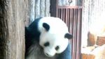Bertemu Panda Lucu di Kebun Binatang Chiang Mai