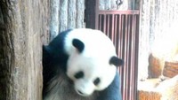 Tingkah lucu panda
