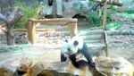 Bertemu Panda Lucu di Kebun Binatang Chiang Mai