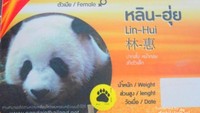 Keterangan Panda Lin Hui