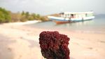 Bertemu Pari Manta di Pulau Komodo