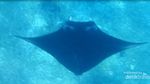 Bertemu Pari Manta di Pulau Komodo