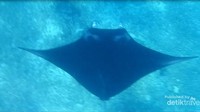 Ikan pari manta di Manta Point