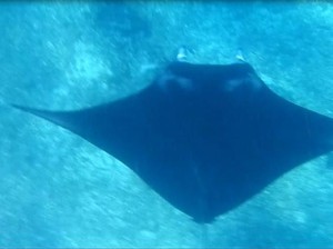 Bertemu Pari Manta di Pulau Komodo