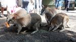 Bertemu Ragam Hewan Khas Australia di Featherdale