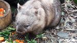 Bertemu Ragam Hewan Khas Australia di Featherdale