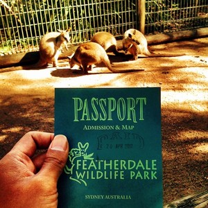 Bertemu Ragam Hewan Khas Australia di Featherdale