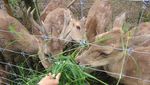 Bertemu Rusa Lucu di Taman Hutan Raya Bandung