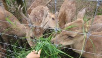Memberi makan rusa