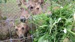 Bertemu Rusa Lucu di Taman Hutan Raya Bandung