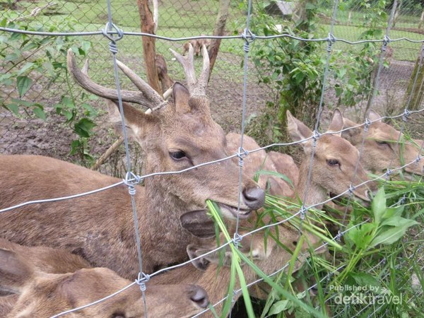 Bertemu Rusa Lucu Di Taman Hutan Raya Bandung