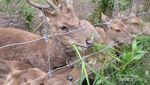 Bertemu Rusa Lucu di Taman Hutan Raya Bandung
