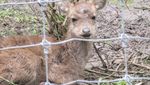 Bertemu Rusa Lucu di Taman Hutan Raya Bandung