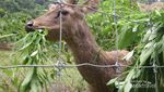 Bertemu Rusa Lucu di Taman Hutan Raya Bandung