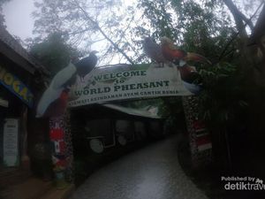 Bertemu si Cantik Ayam Hias di Eco Green Park