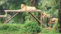 Singa yang sedang beristirahat