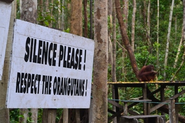 Bertemu Tom, Raja Orangutan di Tanjung Puting