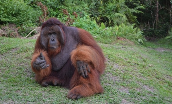 Bertemu Tom, Raja Orangutan di Tanjung Puting