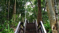 Jalan menuju danau prasejarah di Pulau Kakaban